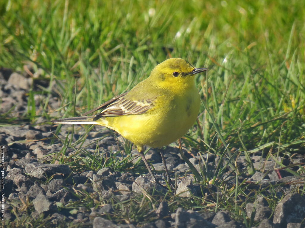 Western Yellow Wagtail