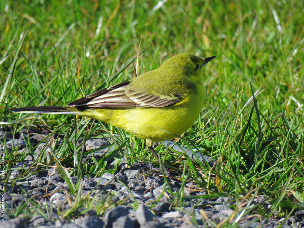 Western Yellow Wagtail male