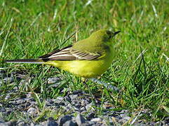 Western Yellow Wagtail