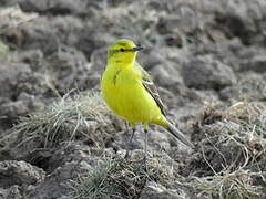 Western Yellow Wagtail