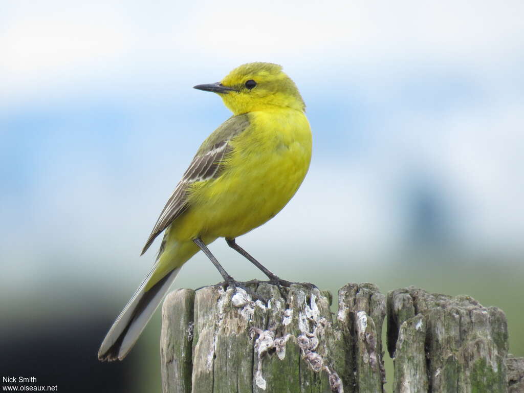 Western Yellow Wagtail male adult, identification