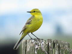 Western Yellow Wagtail