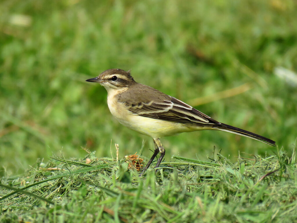 Western Yellow Wagtail female