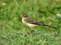 Western Yellow Wagtail