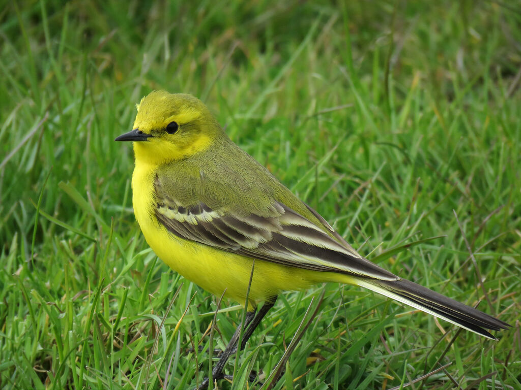 Western Yellow Wagtail male