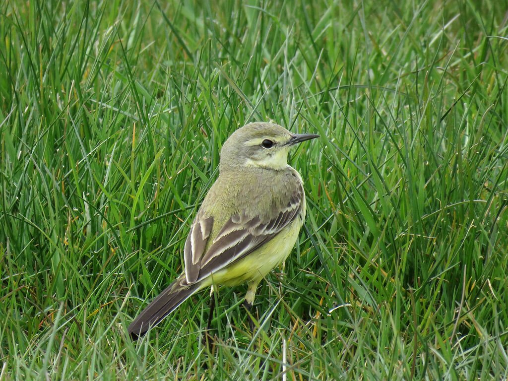 Western Yellow Wagtail female