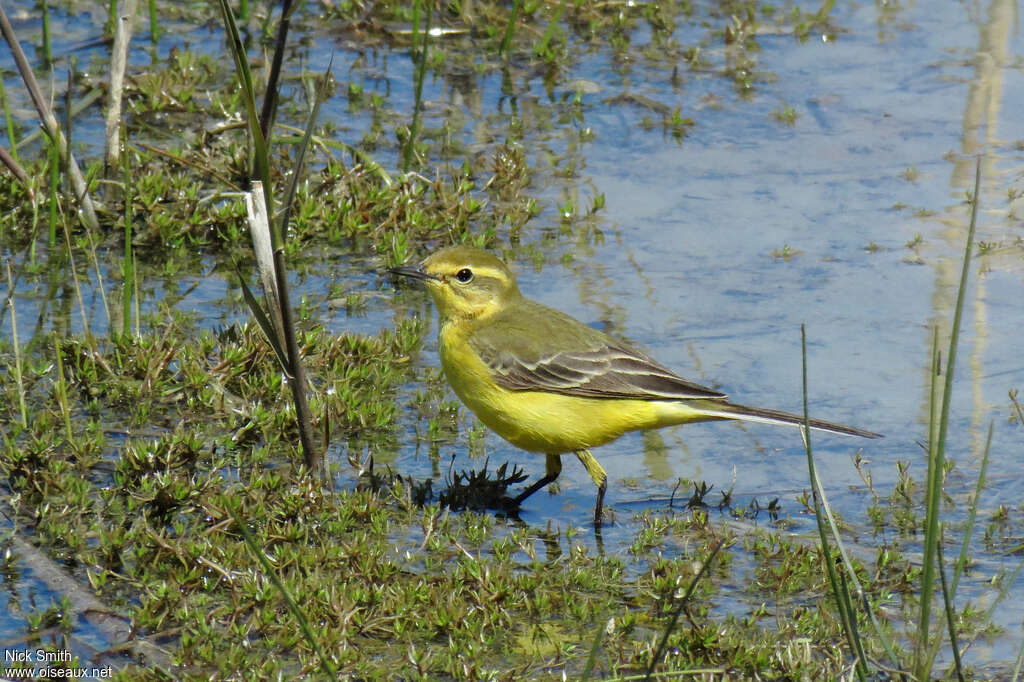 Bergeronnette printanière mâle adulte, identification