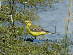 Western Yellow Wagtail