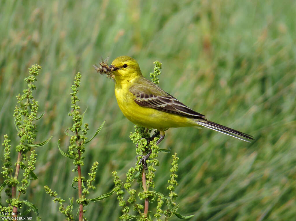 Western Yellow Wagtail male adult breeding, habitat, pigmentation, feeding habits, Reproduction-nesting