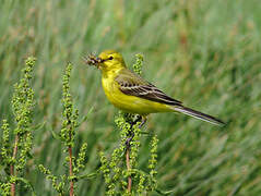 Western Yellow Wagtail