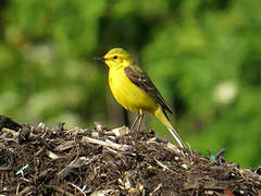 Western Yellow Wagtail