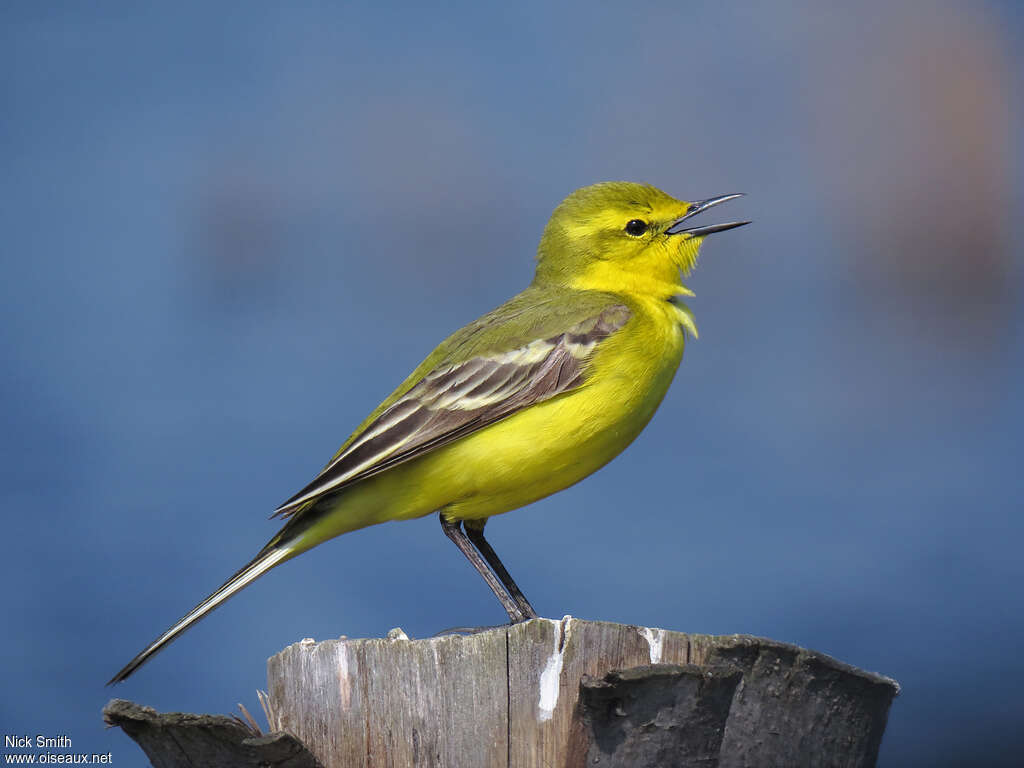 Western Yellow Wagtail male adult, song