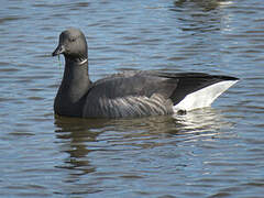 Brant Goose