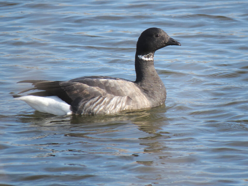 Brant Goose