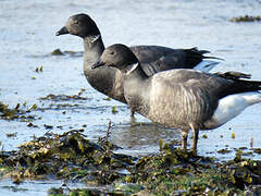 Brant Goose