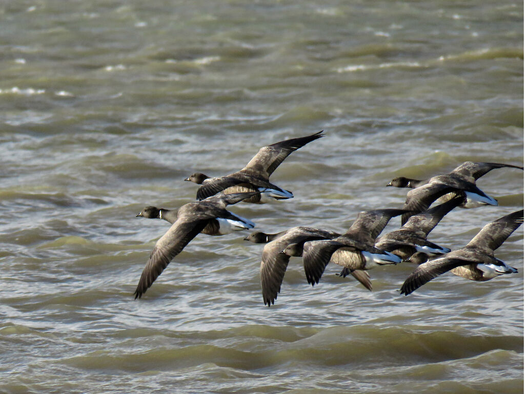 Brant Goose