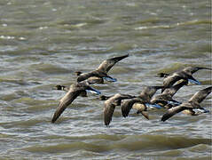 Brant Goose