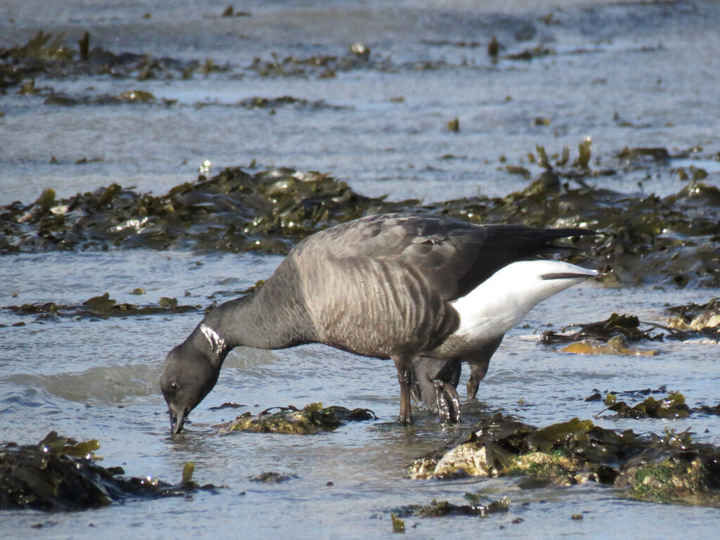 Brant Goose