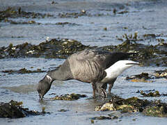 Brant Goose