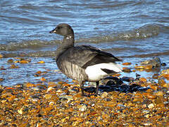 Brant Goose