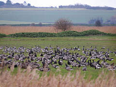 Brant Goose