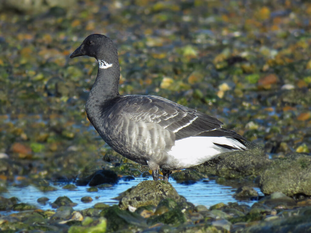 Brant Goose