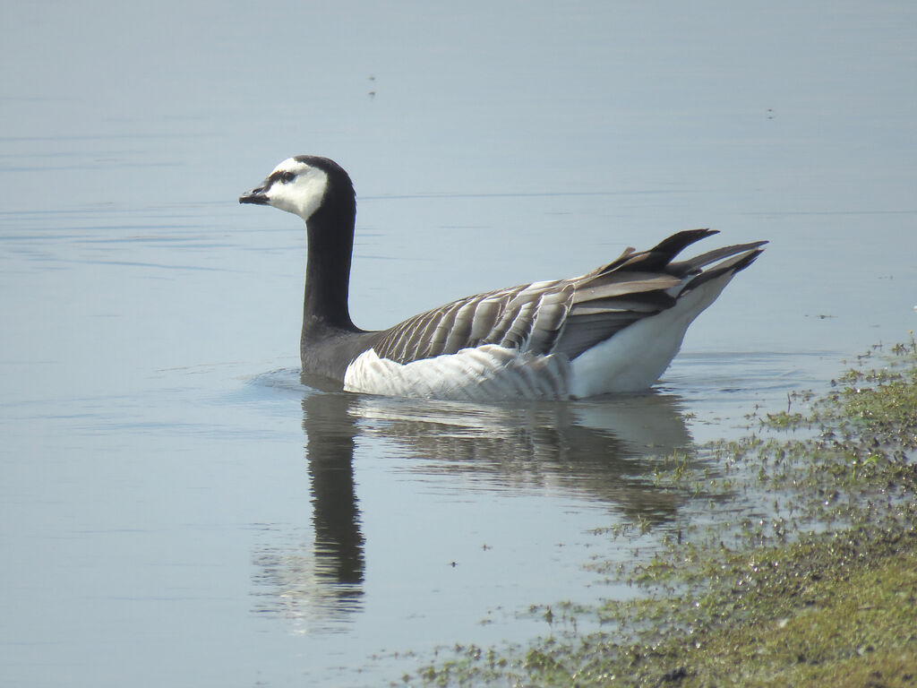 Barnacle Goose