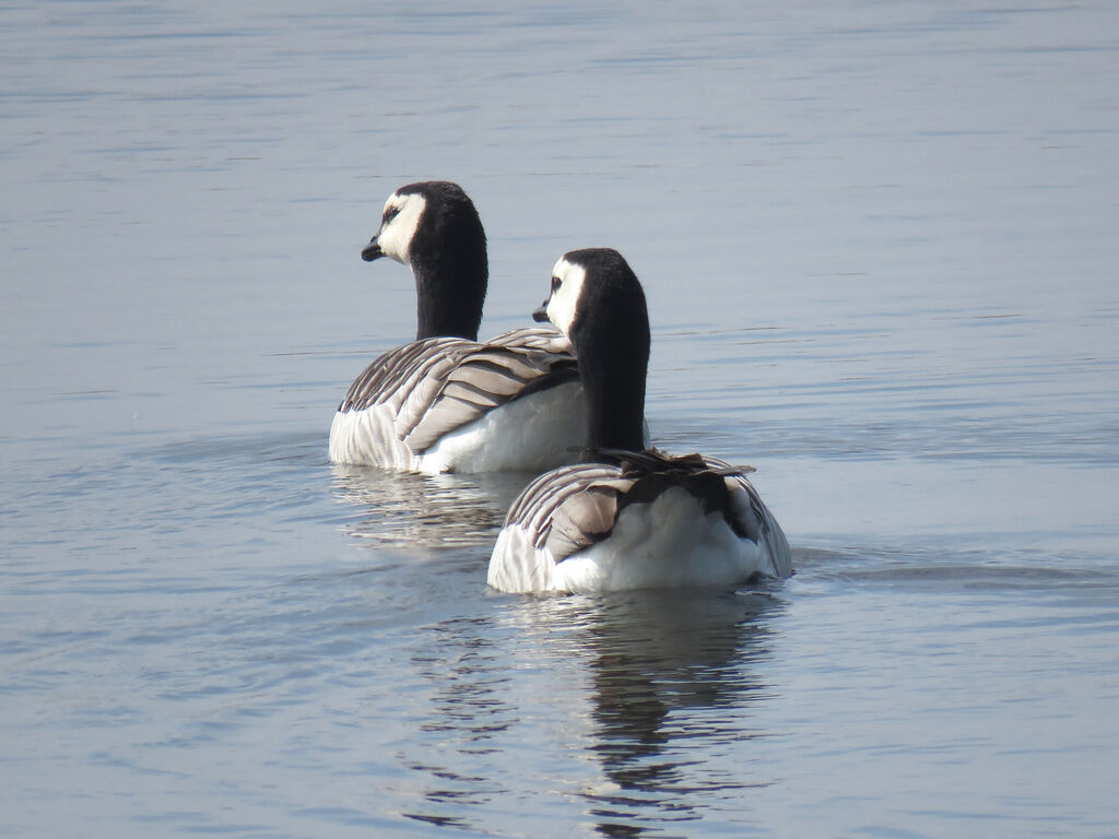 Barnacle Goose