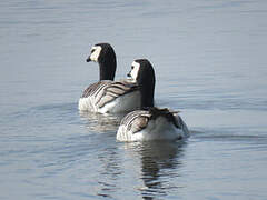 Barnacle Goose