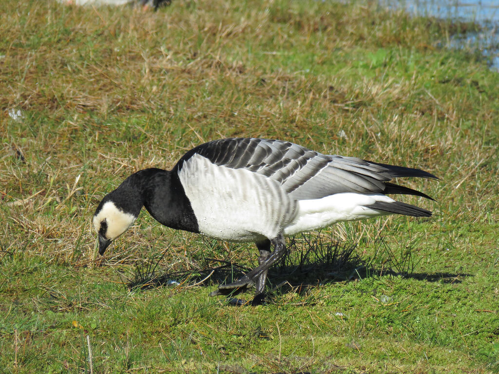 Barnacle Goose