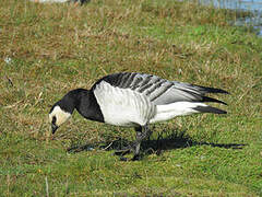 Barnacle Goose