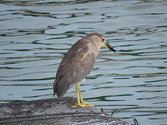 Black-crowned Night Heron