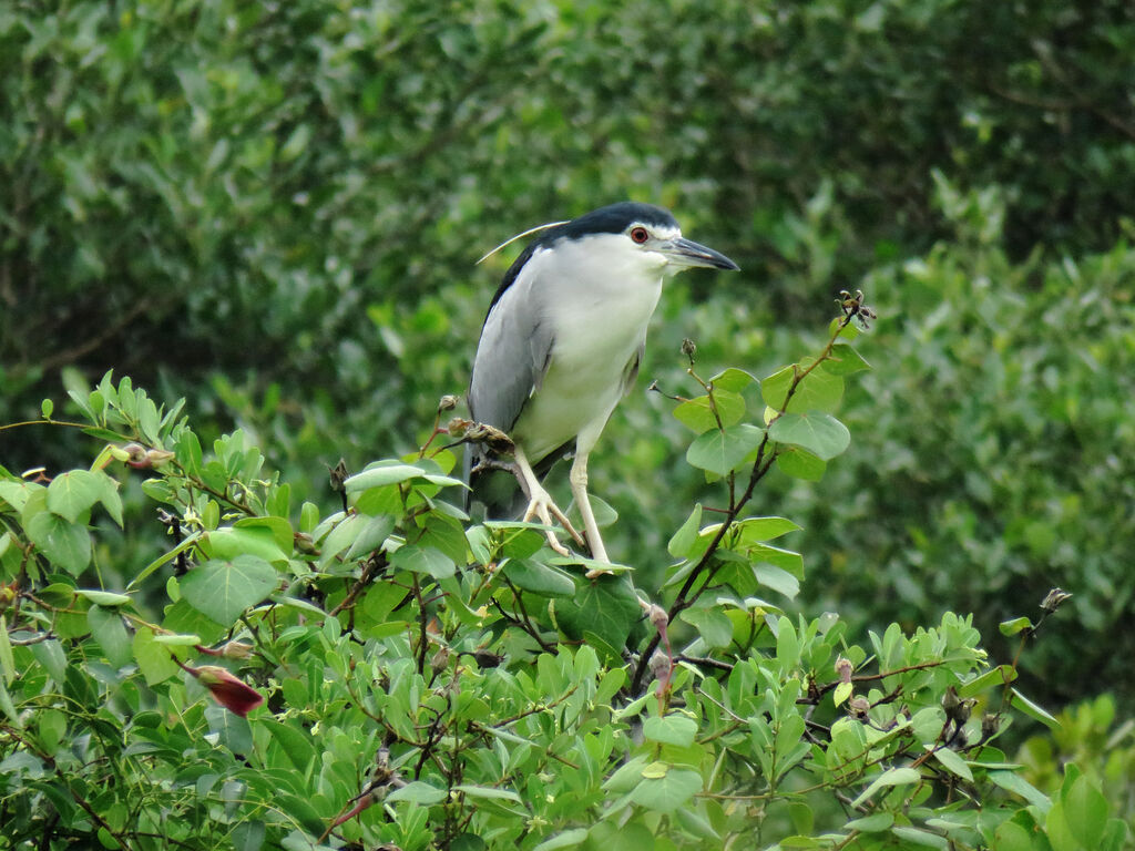 Black-crowned Night Heron