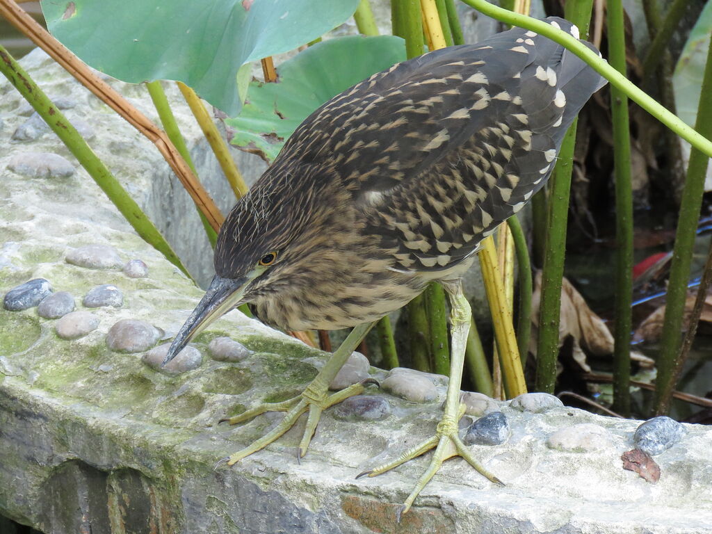 Black-crowned Night Heron