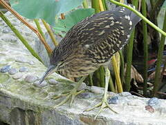 Black-crowned Night Heron