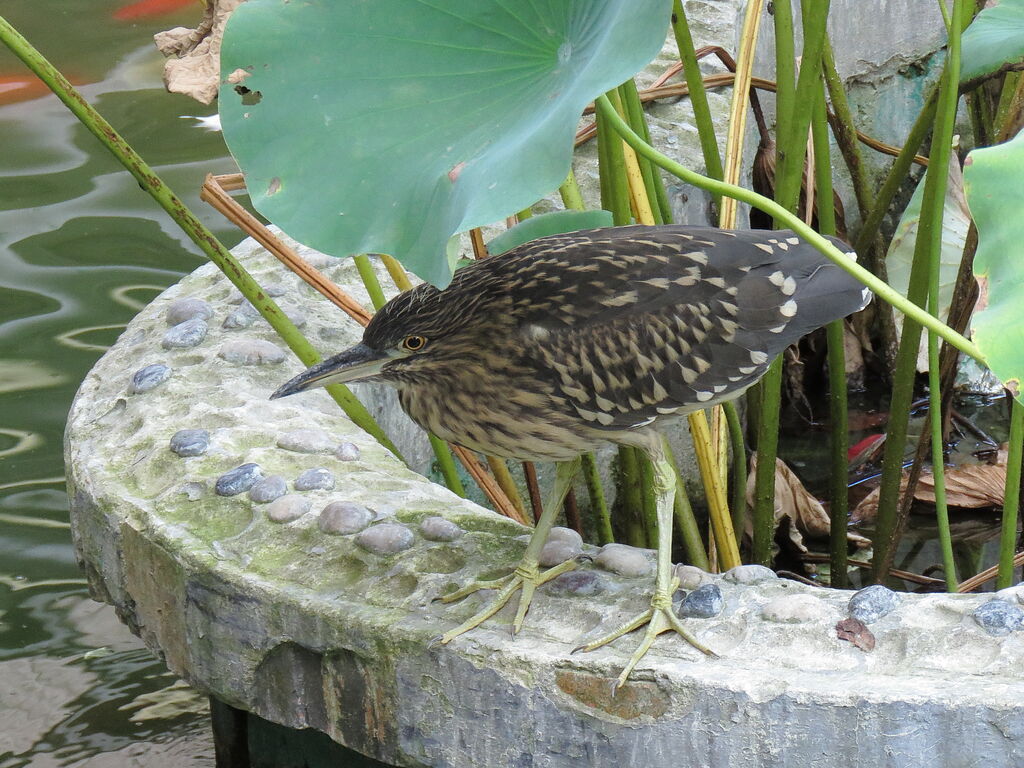 Black-crowned Night Heron