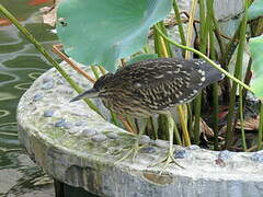 Black-crowned Night Heron