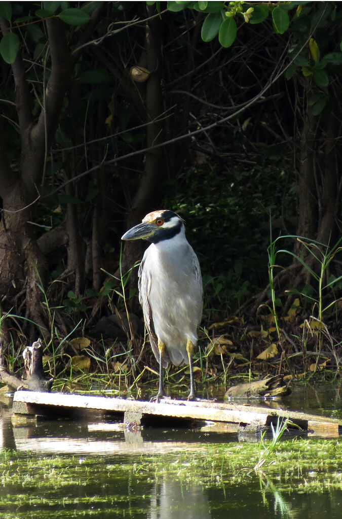 Yellow-crowned Night Heron