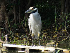 Yellow-crowned Night Heron