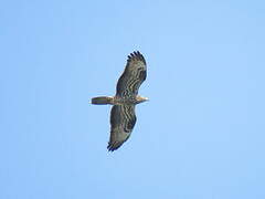 European Honey Buzzard