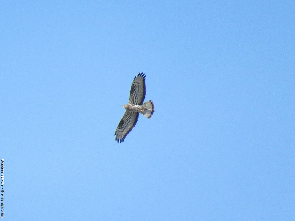 European Honey Buzzard
