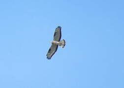 European Honey Buzzard