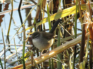 Bouscarle de Cetti