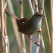 Bouscarle de Cetti