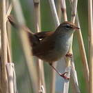 Bouscarle de Cetti