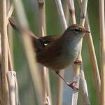 Bouscarle de Cetti