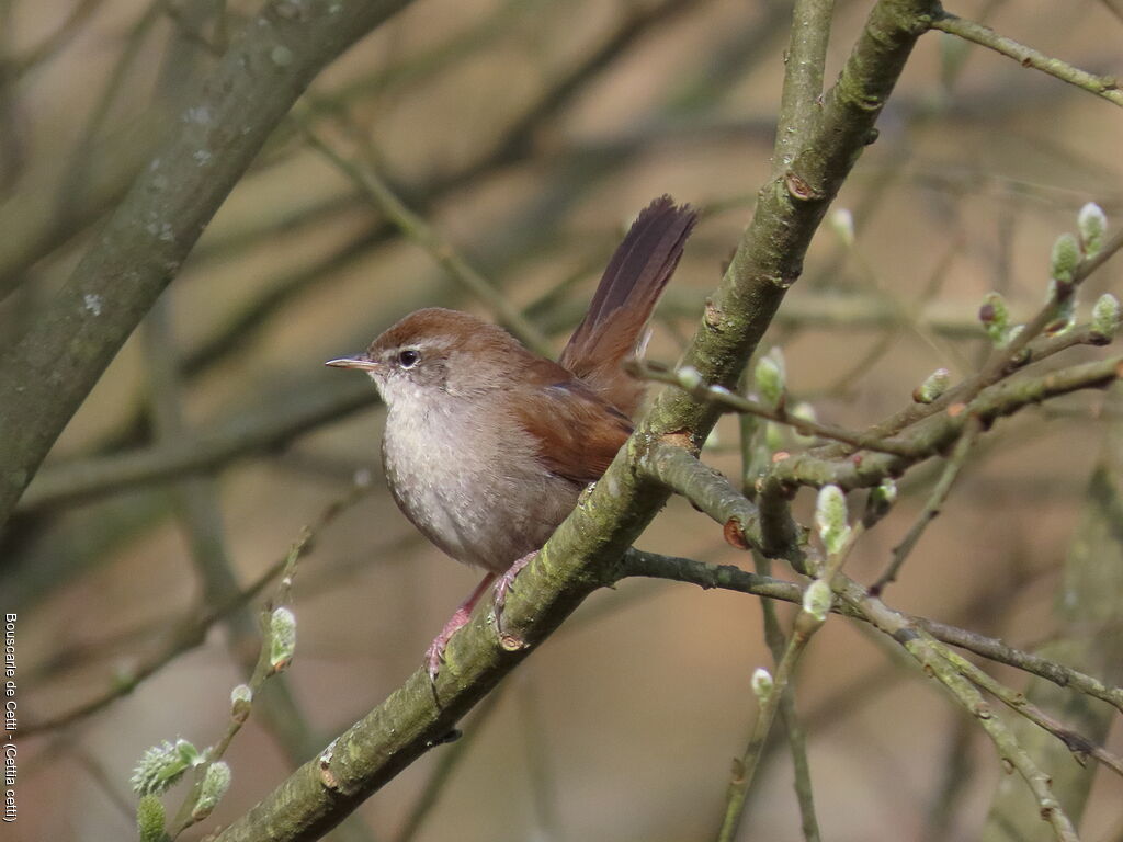Cetti's Warbler
