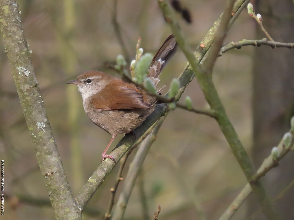 Cetti's Warbler