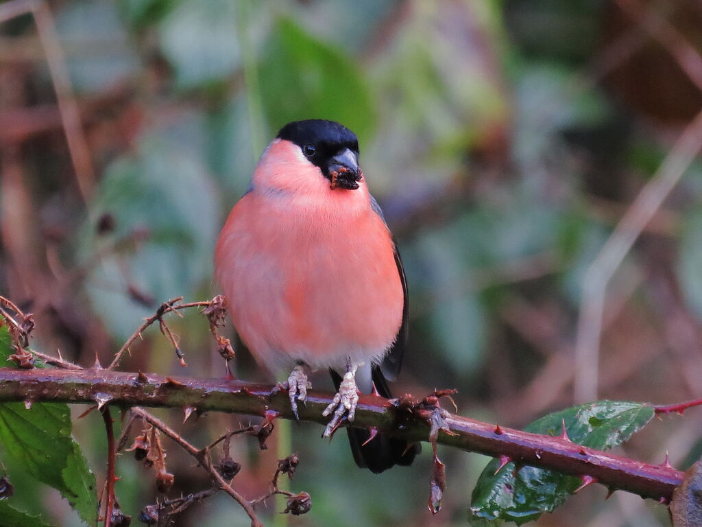 Eurasian Bullfinch