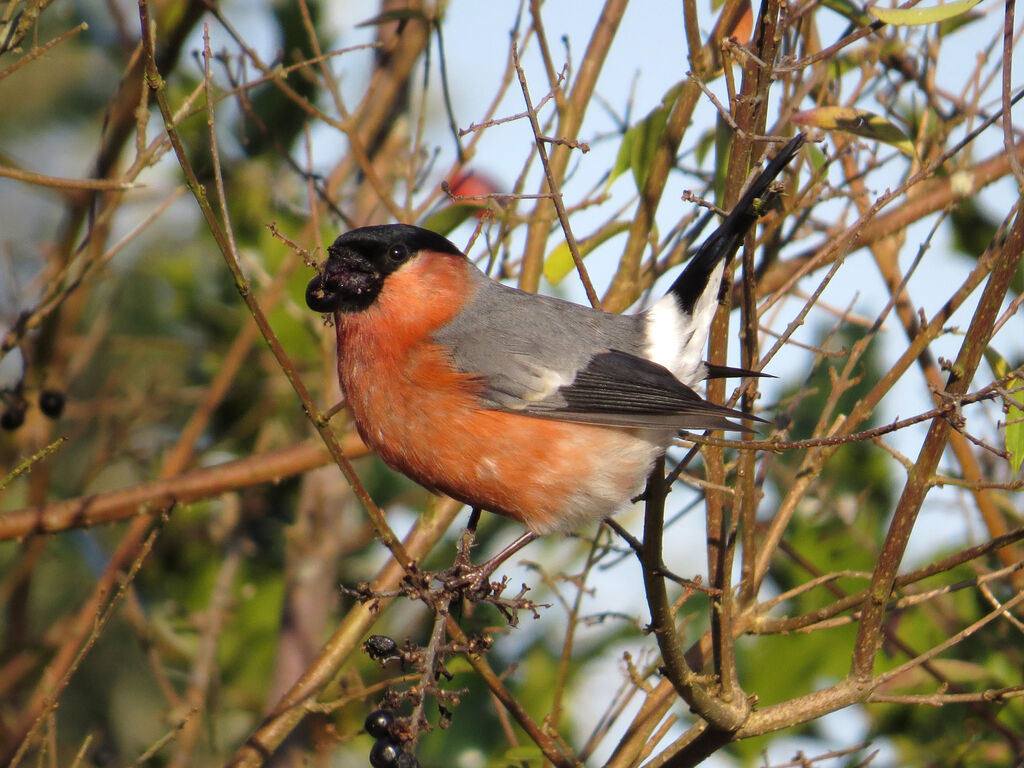 Eurasian Bullfinch male